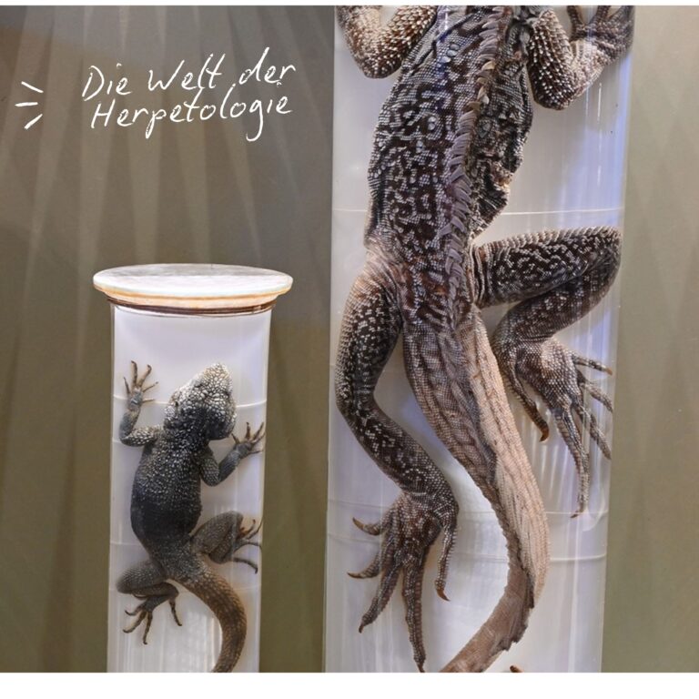 Deep Dive: Die Welt der Herpetologie mit Silke Schweiger